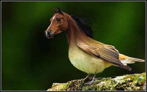 bird on a horse